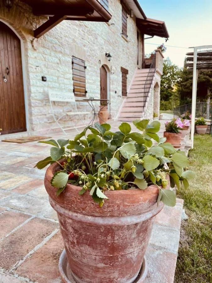 B&B Il Poggetto Serra SantʼAbbondio 외부 사진
