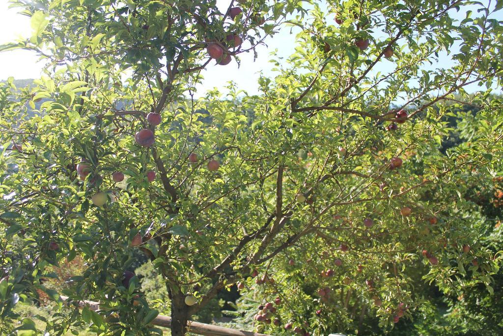 B&B Il Poggetto Serra SantʼAbbondio 외부 사진